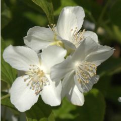 Philadelphus coronarius - Boerenjasmijn