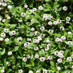 Phyla nodiflora - Kruipende verbena