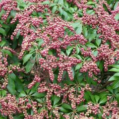 Pieris japonica Valley Valentine - Japanse rotsheide