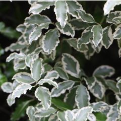 Pittosporum tenuifolium Elisabeth - Australische laurier