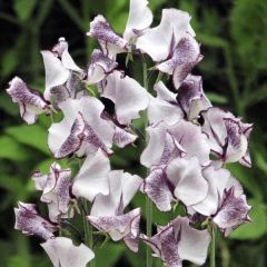 Lathyrus odoratus Nimbus (zaad) - Siererwt