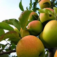 Appelboom Golden Delicious