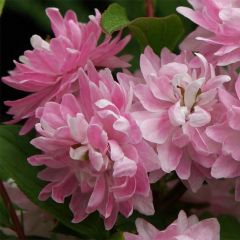 Prunus glandulosa Rosea Plena - Witte amandel