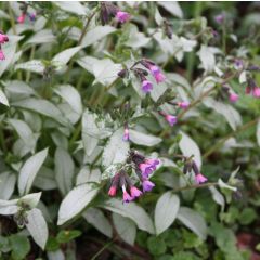 Pulmonaria Majesté - Longkruid