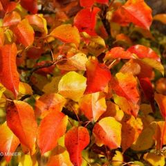 Pyrus calleryana Chanticleer - Sierpeer