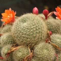 Rebutia - Dwergcactus
