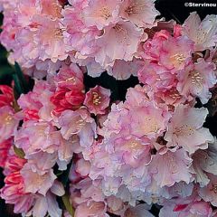 Rhododendron Dream Land - Dwergrododendron