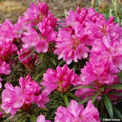 Rhododendron Graziella - Grootbloemige rododendron