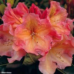 Rhododendron Olga -  Grootbloemige rododendron