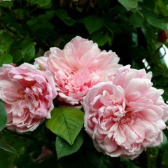 Rosa Albertine - Klimroos