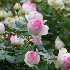 Rosa Pierre de Ronsard - Klimroos