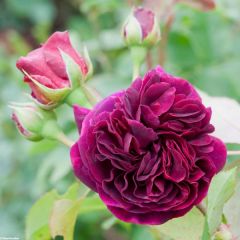 Rosa Munstead Wood - David Austinroos