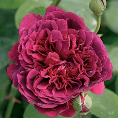 Rosa William Shakespeare 2000 - David Austinroos