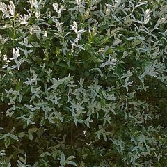 Salix integra Hakuro Nishiki - Bonte wilg