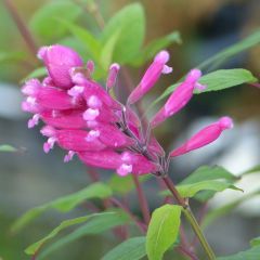 Salvia involucrata Bethelii - Salie