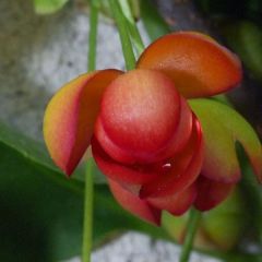 Schisandra rubriflora - Chinese magnolia-wijnstok