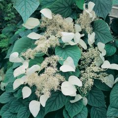 Schizophragma hydrangeoides Moonlight - Schijnhortensia