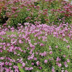 Silene schafta Splendens - Lijmkruid