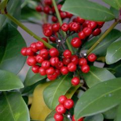 Skimmia japonica Veitchii - Japanse skimmia