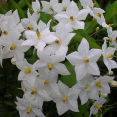 Solanum jasminoides Album - Klimmende nachtschade