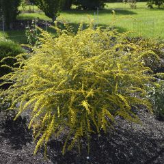 Solidago rugosa Fireworks - Guldenroede