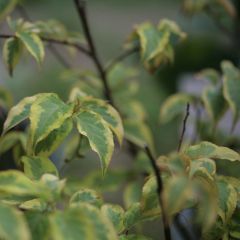 Stachyurus chinensis Joy Forever - Chinese staartaar