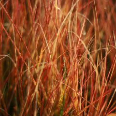 Stipa arundinacea - Fazantstaartgras