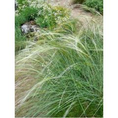 Stipa capillata - Vedergras