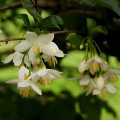 Styrax japonica - Japanse storaxboom