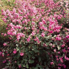 Symphoricarpos doorenbosii Magical Candy - Sneeuwbes
