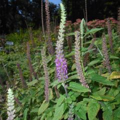 Teucrium hircanicum - Gamander