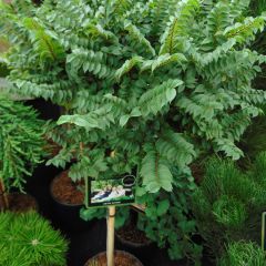 Ulmus hollandica Jacqueline Hillier - Hollandse iep