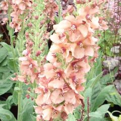 Verbascum Jackie - Toorts