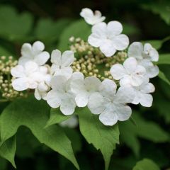 Viburnum opulus - Gelderse roos