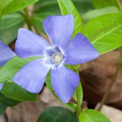 Vinca minor Marie - Kleine maagdenpalm