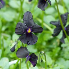 Viola cornuta Molly Sanderson - Hoornviooltje