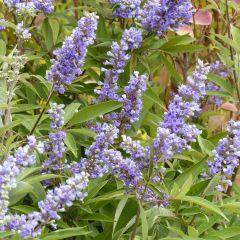 Vitex agnus-castus Latifolia - Kuise boom
