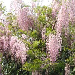 Wisteria floribunda Honbeni - Blauweregen