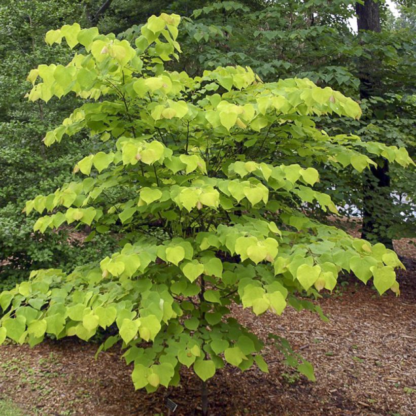 Cercis canadensis Hearts of Gold - Amerikaanse Judasboom (Groeiplaats)
