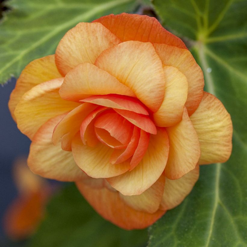 Begonia tuberhybrida pendula Apricot Shades Improved F1 (zaad) - Knolhangbegonia (Flowering)