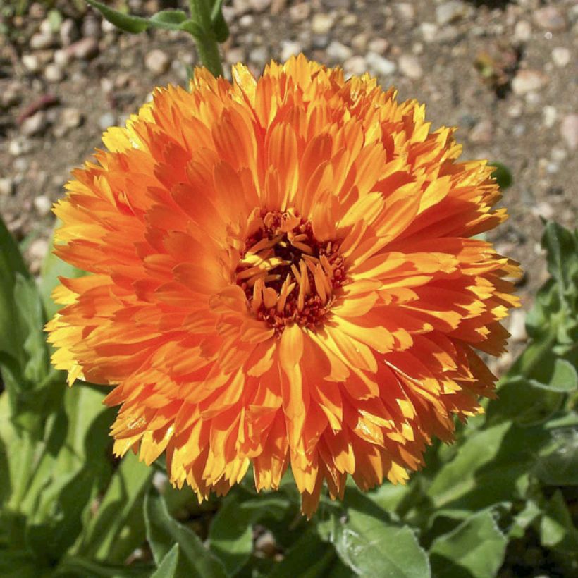 Calendula officinalis Ball's Orange (zaad) - Goudsbloem (Bloei)