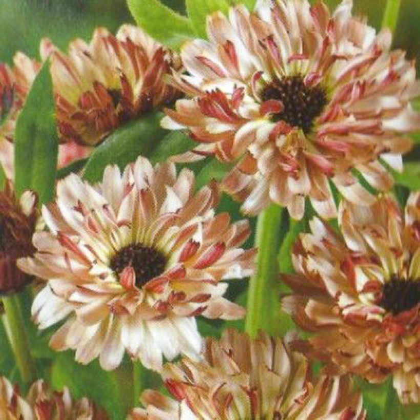 Calendula officinalis Sunny Girl (zaad) - Goudsbloem (Bloei)