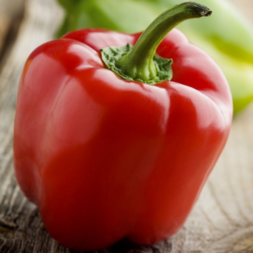 Paprika Yolo Wonder - Vilmorin (Oogst)