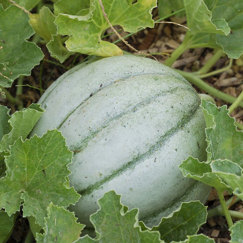 Cantaloupe-meloen Ancien Vieille France BIO - Ferme de Sainte Marthe (Oogst)