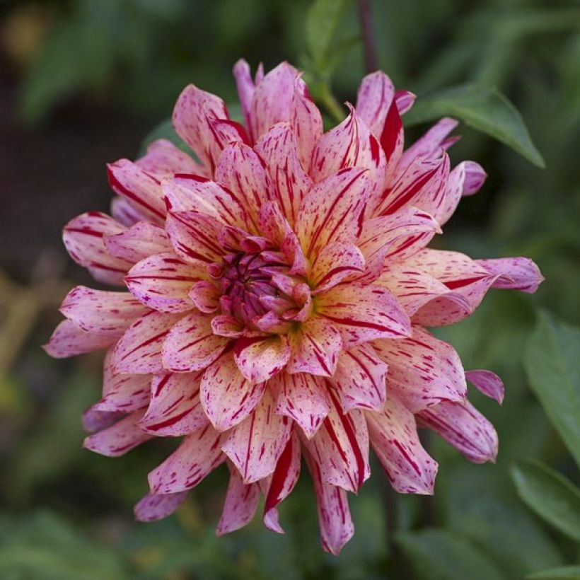 Dahlia Mingus Tony - decoratieve dahlia (Bloei)