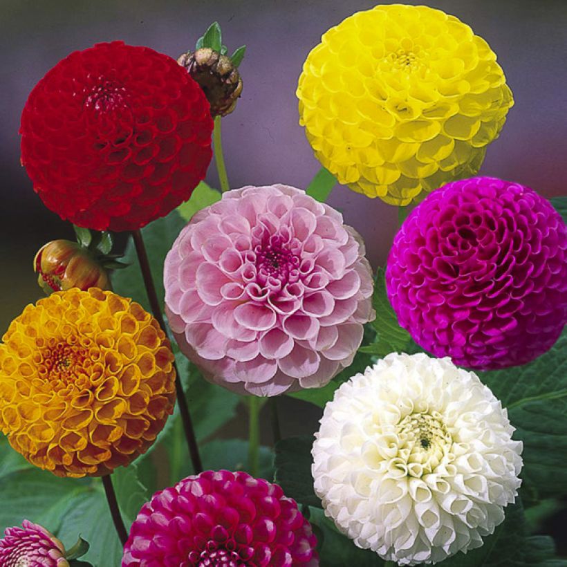 Dahlia Pompon (zaad) (Bloei)