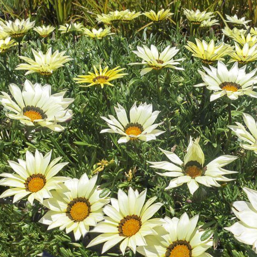 Gazania Kiss White F1 (zaad) - Middaggoud (Bloei)
