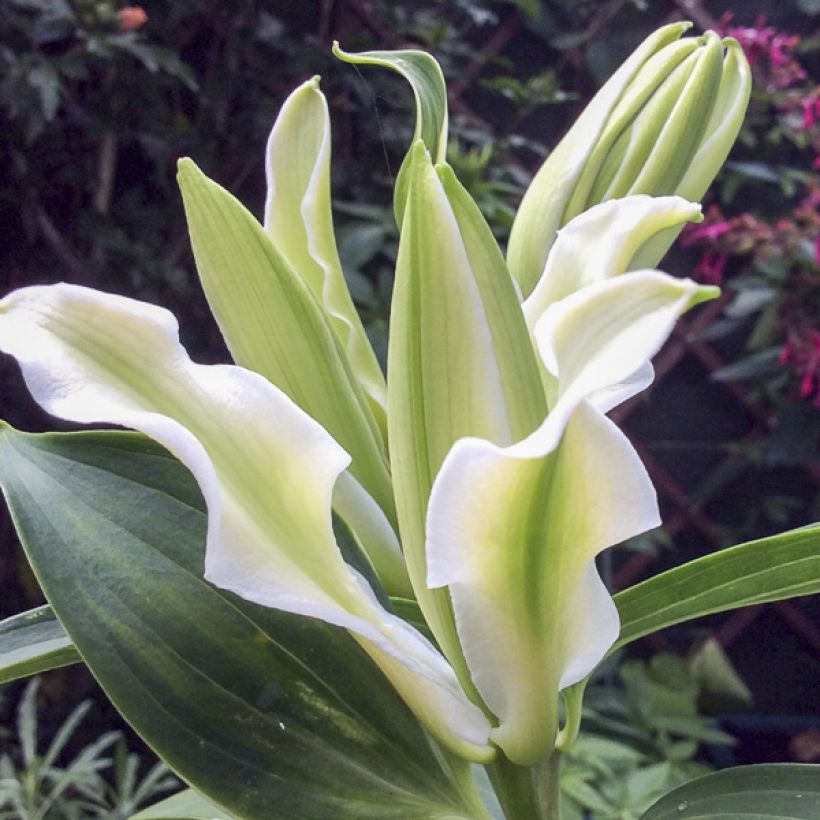 Lilium oriental Polar Star - Oriëntaalse Lelie (Bloei)