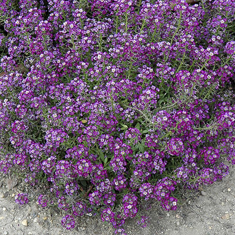 Lobularia maritima Oriental Nights (zaad) - Zilverschildzaad (Flowering)