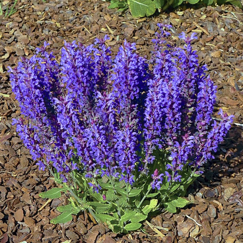 Salvia nemorosa Blue Bouquetta - Bossalie (Plant habit)